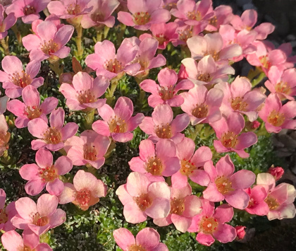 Saxifraga 'Peach Melba' 